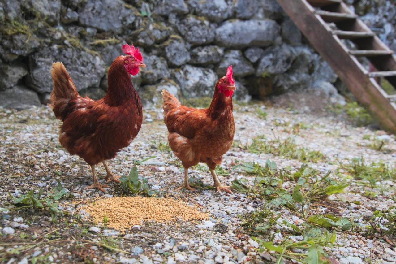 Apartma Gorski Razgled Srednja Vas v Bohinju Bagian luar foto